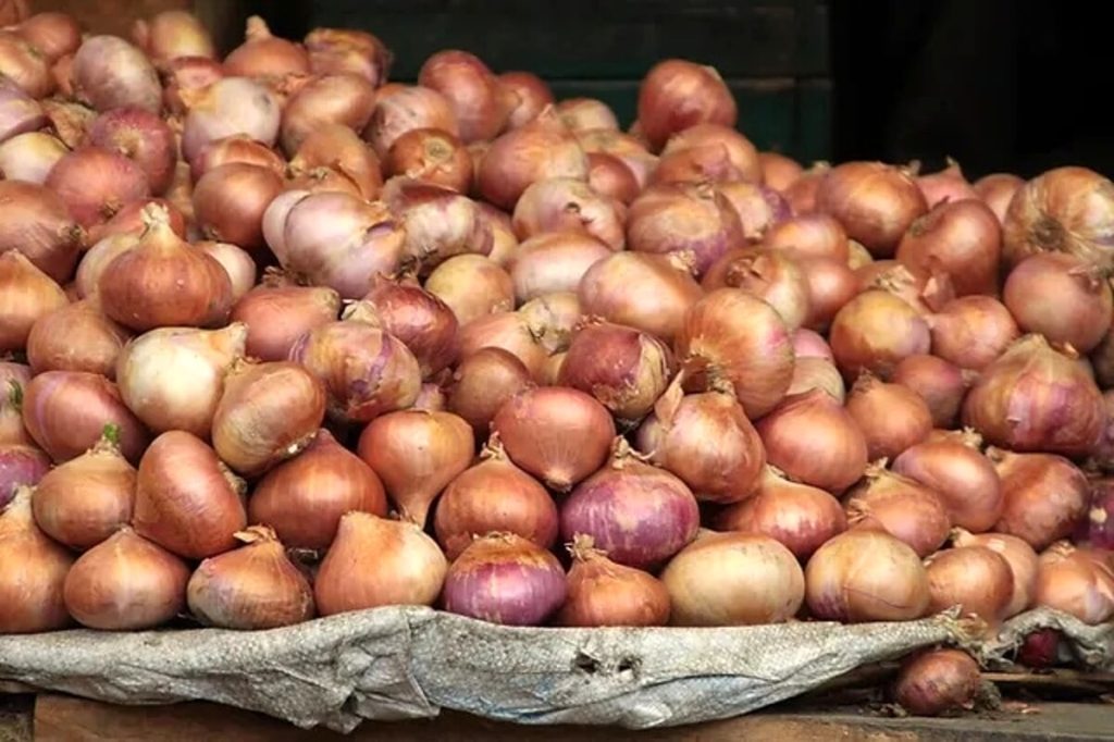 La cipolla dellacqua di Santarcangelo è un nuovo Presidio Slow Food